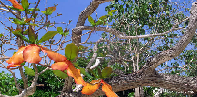 MU KO SURIN ISLANDS TAILAND_ОСТРОВА МУ КО СУРИН ТАИЛАНД