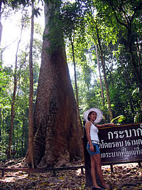 KRABAK TREE_CHIANG MAI_TAK_ДЕРЕВЬЯ КРАБАК_ЧИАНГ МАЙ