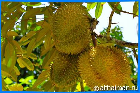 durian Wat Maduea Wan