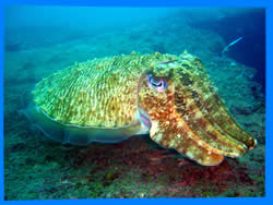 Diving is an unforgettable experience