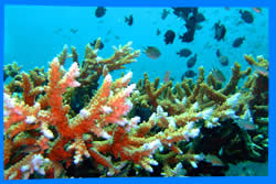 The best time to Dive in Koh Phangan