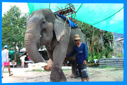 Koh Phangan Elephant Trekking, Koh Phangan Activities