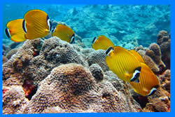 Diving Sites around Koh Phangan