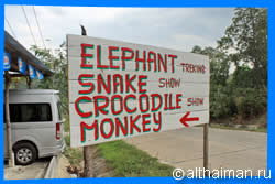 Koh Phangan Crocodile & Snake Show