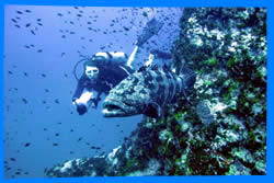 Diving Sites around Koh Phangan