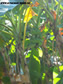 ОСТРОВ КО КОХ САМЕТ_ KOH SAMET KO SAMED ISLAND