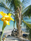 ОСТРОВ КО КОХ САМЕТ_ KOH SAMET KO SAMED ISLAND