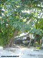 ОСТРОВ КО КОХ САМЕТ_ KOH SAMET KO SAMED ISLAND