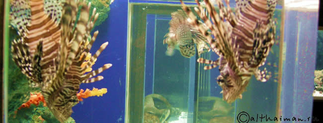 aquarium Rayong